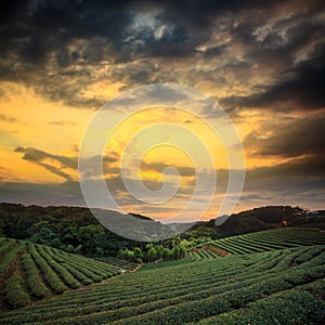 Tea plantation landscape sunset