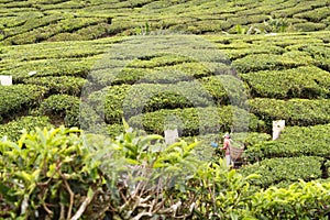 Tea Plantation