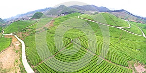 Tea plantation line