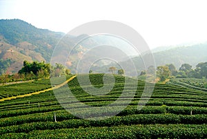 Tea Plantation at MaeSalong