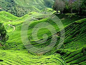 Tea Plantation, Malaysia