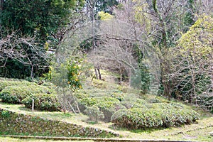 Tea plantation at Between Mizunomi-oji and Fushiogami-oji on Kumano Kodo Nakahechi Route in