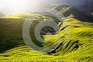 Tea plantation in the morning, Cameron highlands