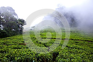 Tea plantation at morning in fog, Sri Lanka