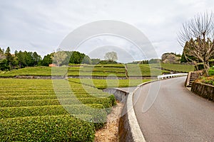 A tea plantation with Mount Fuji in the background is a famous landmark of Sizuoka City, Japan on a rainy and cloudy day