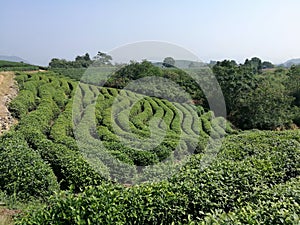 Tea plantation on the mountain