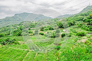 Tea plantation in the mountaintop maokong district in taipei, taiwan