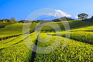 Tea plantation and Mt. Fuji