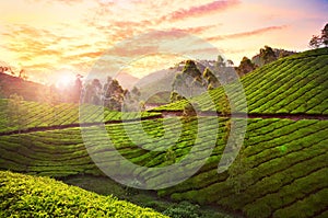 Tea plantation in Munnar photo