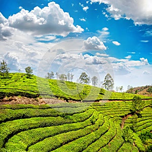 Tea plantation in Munnar photo