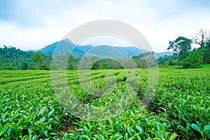 Tea plantation Munnar. Beautiful Nature background. Green fields of tea