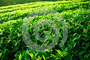 Tea plantation Munnar. Beautiful Nature background. Green fields of tea