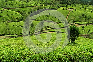 Tea plantation in munnar -green shade
