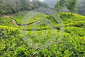Tea plantation in Munnar