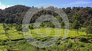 Tea plantation, Natural view of the tea garden, ciwidey indonesia