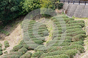 Tea plantation near Fushiogami-oji on Kumano Kodo Nakahechi Route in Tanabe, Wakayama, Japan