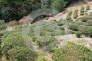 Tea plantation near Fushiogami-oji on Kumano Kodo Nakahechi Route in Tanabe, Wakayama, Japan