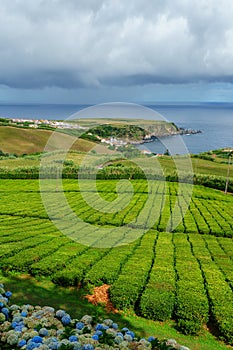 Tea plantation on the north coast of Sao Miguel Island in the Azores. Rural landscape with tea growing farm. Beautiful hydrangeas