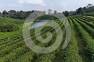 tea plantation in Northern of Thailand