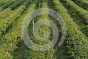 tea plantation in Northern of Thailand