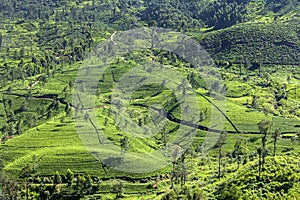 A tea plantation at Nuwara Eliya in the central highlands of Sri Lanka.