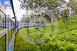 Tea plantation in Nuwara Eliya district, Sri Lanka