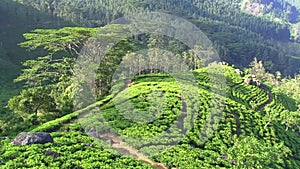 Tea Plantation Nuwara Eliya Sri Lanka