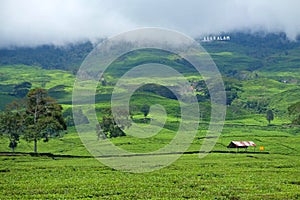 Tea plantation in Pagar Alam Sumatera Indonesia photo