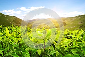 Tea plantation. Plants with fresh green leaves, closeup