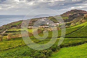 Tea plantation Porto Formoso