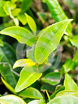 Tea plantation in Porto Formoso, Azores, Portugal