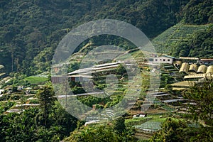 Tea plantation rice terraced field on. Landscape view along the mountain that crosses the agriculture farm and rural village