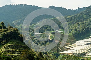 Tea plantation rice terraced field on. Landscape view along the mountain that crosses the agriculture farm and rural village