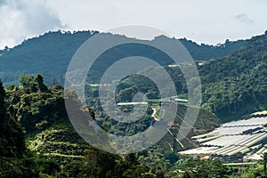 Tea plantation rice terraced field on. Landscape view along the mountain that crosses the agriculture farm and rural village