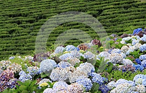 Tea plantation at Sao Miguel (Acores) 02