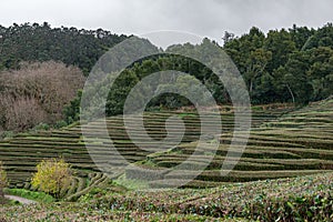 Tea plantation in Sao Miguel island. Azores, Portugal