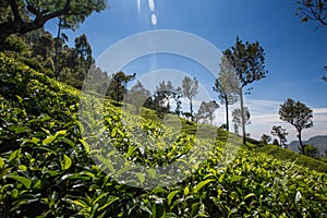 Tea plantation in Sri Lanka