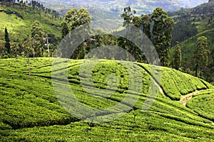 Tea plantation in Sri Lanka