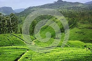 Tea plantation in Sri Lanka photo