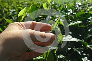 Tea plantation in Sri Lanka. Hand touching leaf of tea bush.