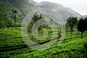 Tea plantation at Sri Lanka highland tea plantation region