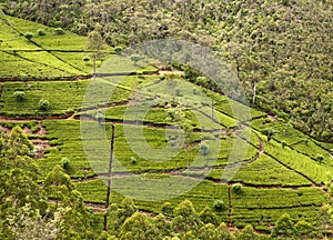Tea plantation. Sri Lanka