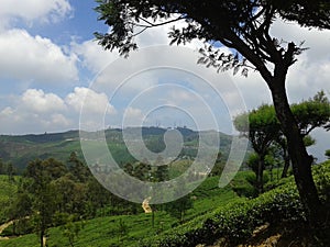 Tea Plantation in sri lanka.lipton seat photo