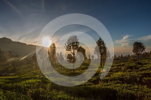 Tea plantation in Sri Lanka