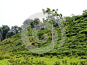 tea plantation in Srimangal, Bangladesh