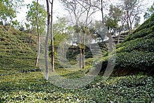 A tea plantation. Srimangal in Sylhet Division, Bangladesh