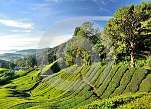 Tea Plantation, Sungai Palas, Cameron Highlands