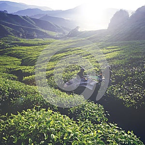 Tea Plantation Tea Crop Green Outdoors Concept