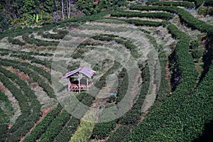 Tea plantation,tea field