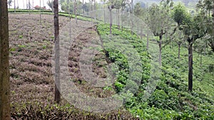 Tea plantation techniques